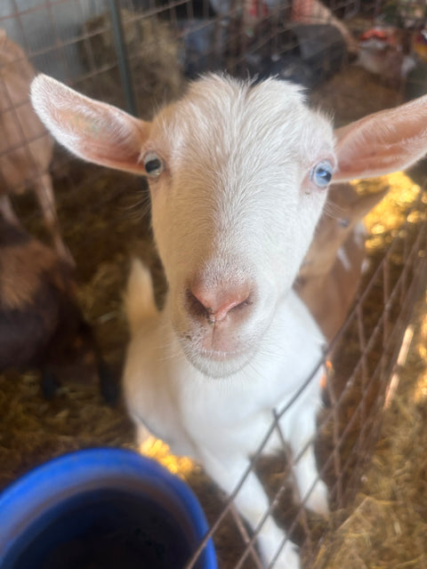 Raw A2/A2 Goat Milk (Half Gallon) with Jar Deposit