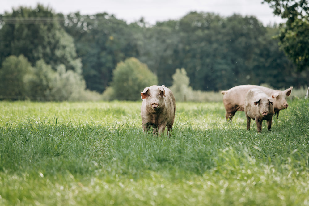 Bansley Berkshire Ridge Farm